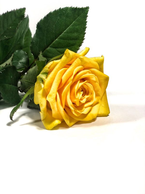 Geltonos rožės žiedas