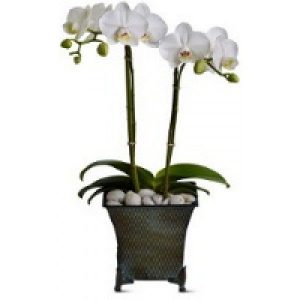 Vazoninė orchidėja Phalaenopsis